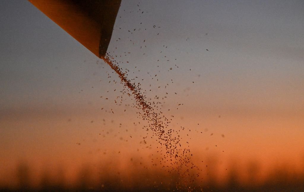 World Food Prices Steady in March, UN’s FAO says