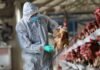 Spain Confirms Bird Flu Outbreak at Turkey Farm; Are Humans at Risk?