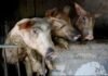 African Swine Fever Ravages Vietnam’s Pigs, Threatens Food Security