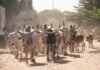 FG Moves to Relocate Cattle from Abuja to Grazing Reserves