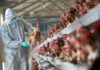 UK Confirms Bird Flu Outbreak in Devon, Sparks Biosecurity Alert