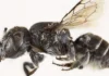 Biblical Endtime ‘Lucifer Bees’ with Devil-Like Horns Discovered in Australia