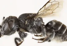 Biblical Endtime ‘Lucifer Bees’ with Devil-Like Horns Discovered in Australia