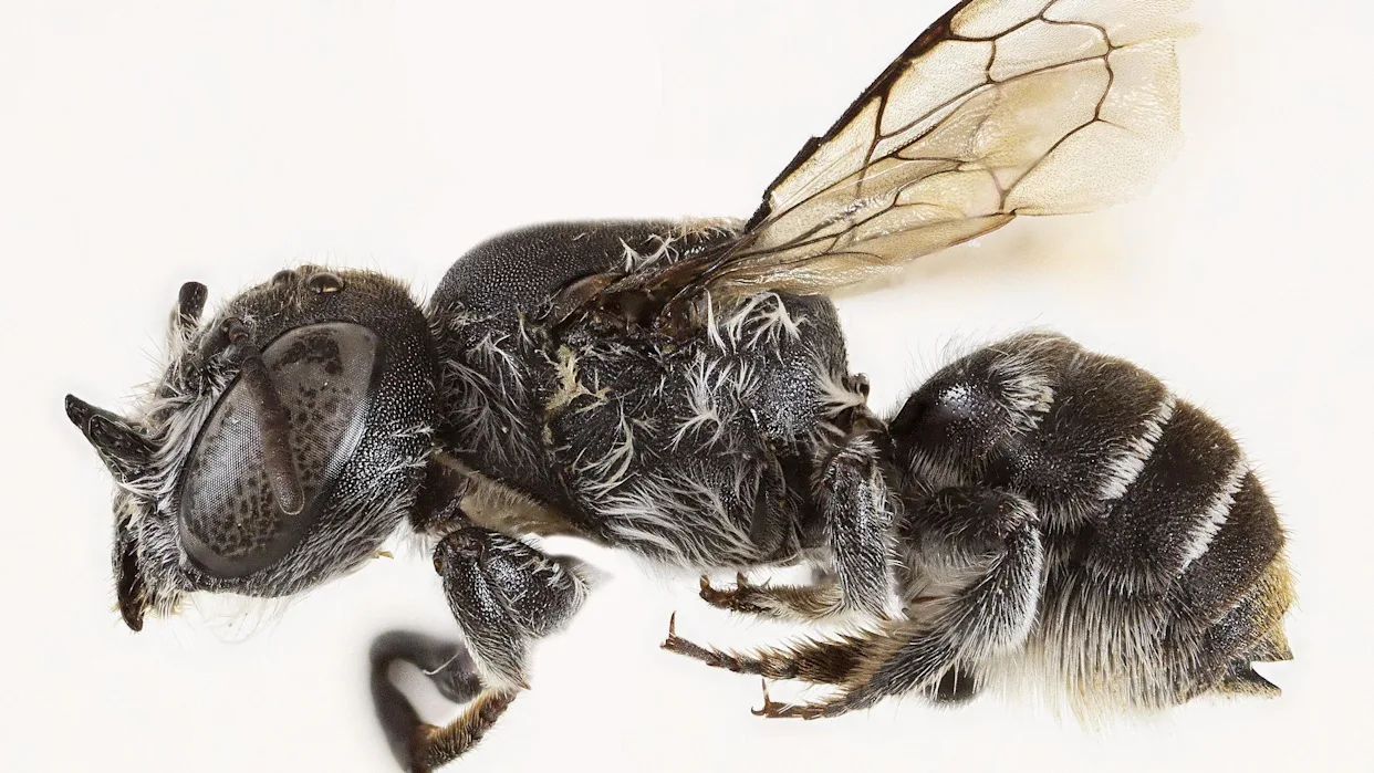 Biblical Endtime 'Lucifer Bees' with Devil-Like Horns Discovered in Australia