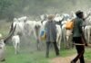 Nigeria Outlaws Open Grazing Nationwide, Moves Towards Ranching
