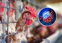 France’s Institut Pasteur Warns Bird Flu Could Be Deadlier Than COVID‑19
