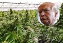Trump Reclassifies Cannabis in Biggest U.S. Drug Policy Change