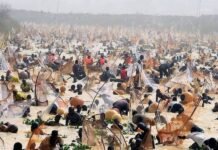 FG Hails Argungu Festival as Symbol of Unity and Driver of Tourism Growth