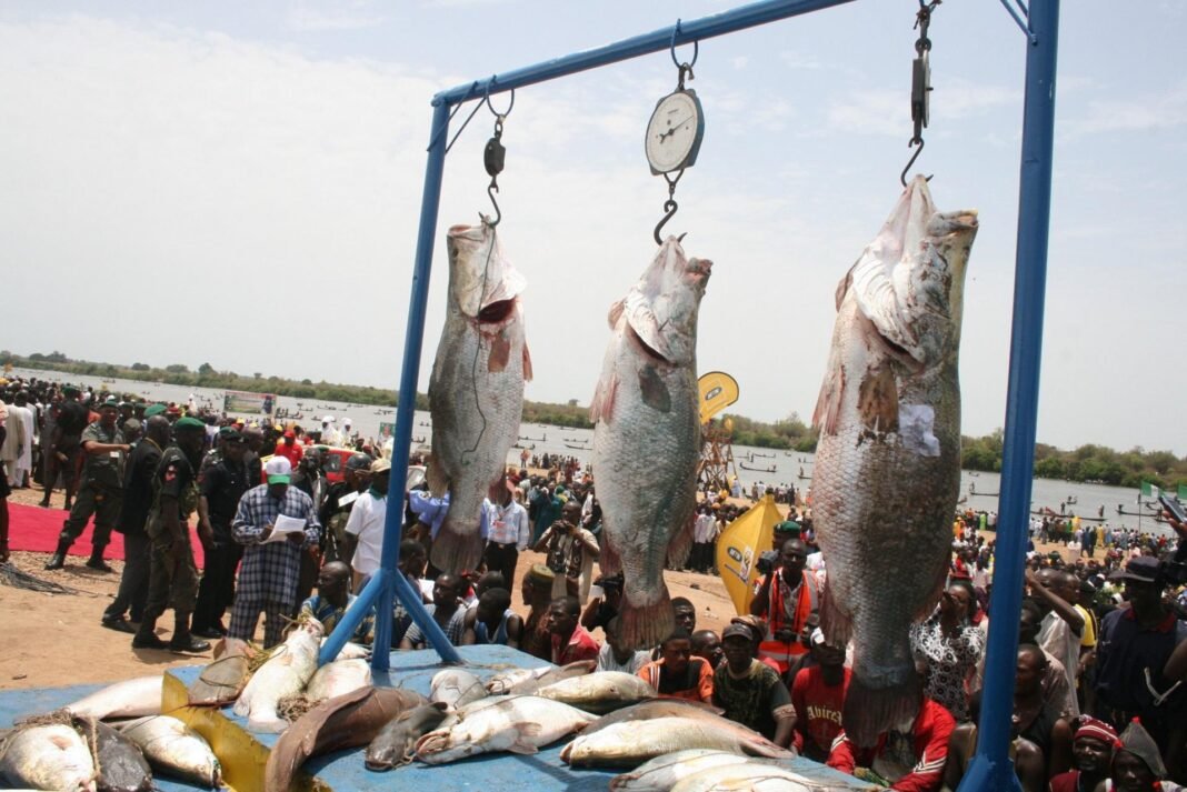 Argungu Fishing Festival Returns in Grand Style, Reviving Culture and Community Spirit in Kebbi