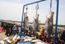 Argungu Fishing Festival Returns in Grand Style, Reviving Culture and Community Spirit in Kebbi