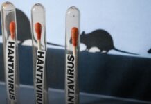 Hantavirus: NCDC On Alert After Deadly Cruise Ship Outbreak