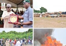 NDLEA Destroys ₦Billions Worth of Cannabis, Sowore Calls it ‘Foolish’